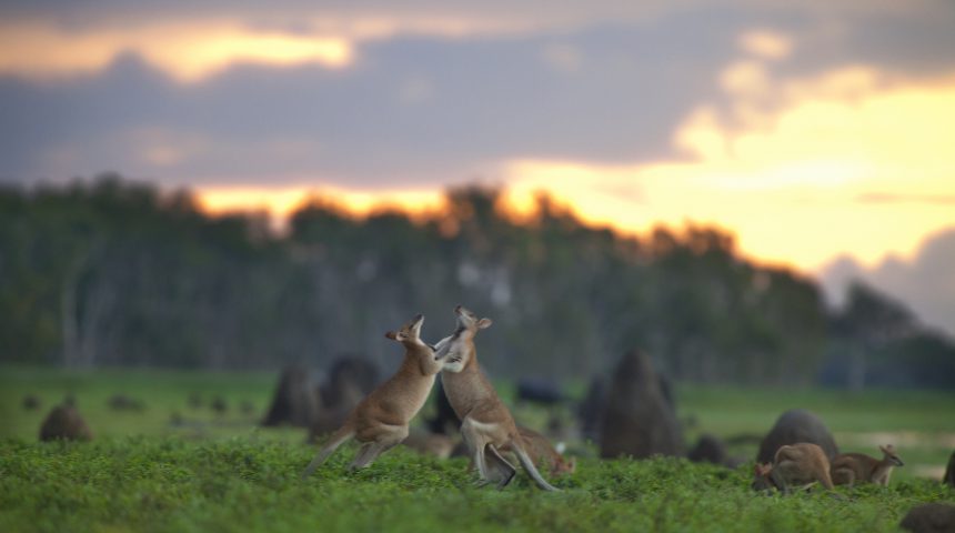 Top những loài động vật chỉ có ở nước Úc