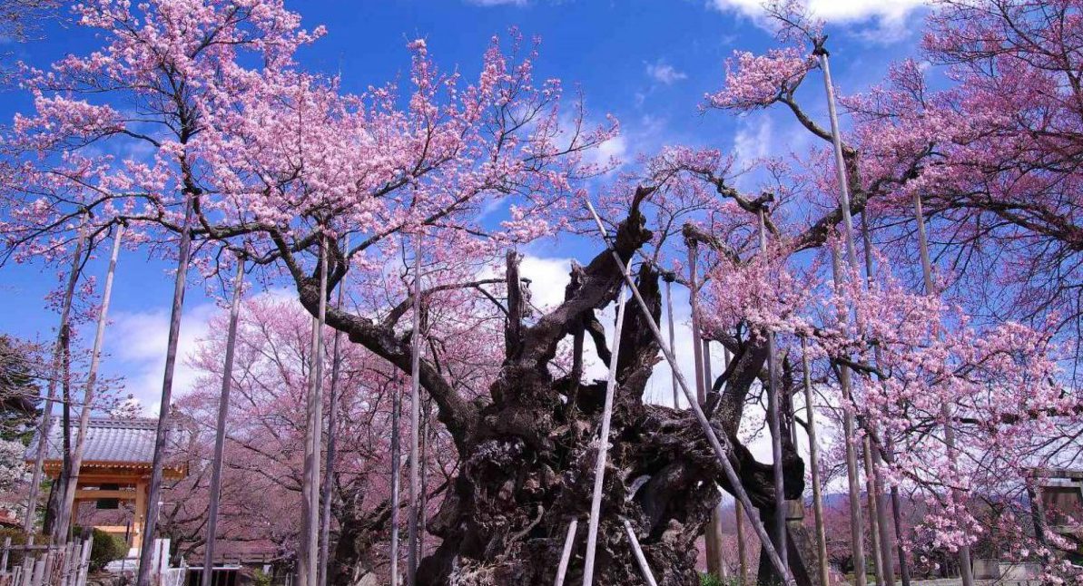 Jindai Zakura
