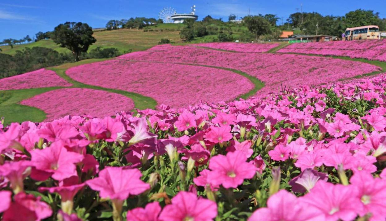 Ngắm nhìn sườn đồi hồng rực hoa Dạ yên thảo