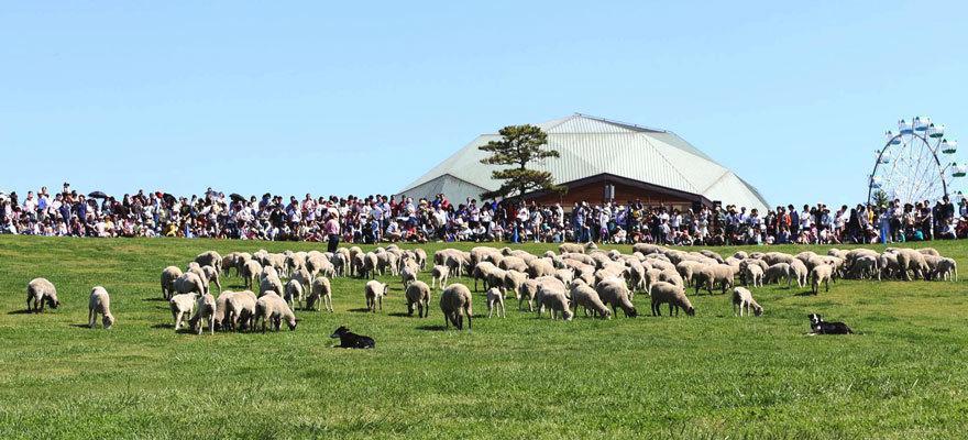 Mother Farm - Quan sát những công việc như cạo lông cừu, vắt sữa bò