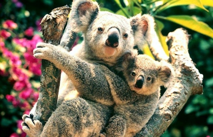 Gấu túi Koala