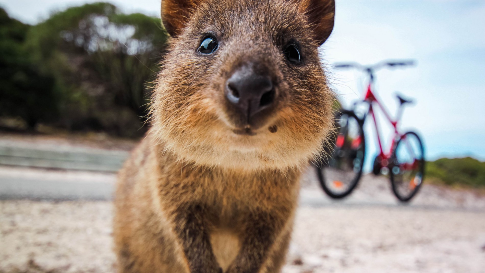 Quokkas