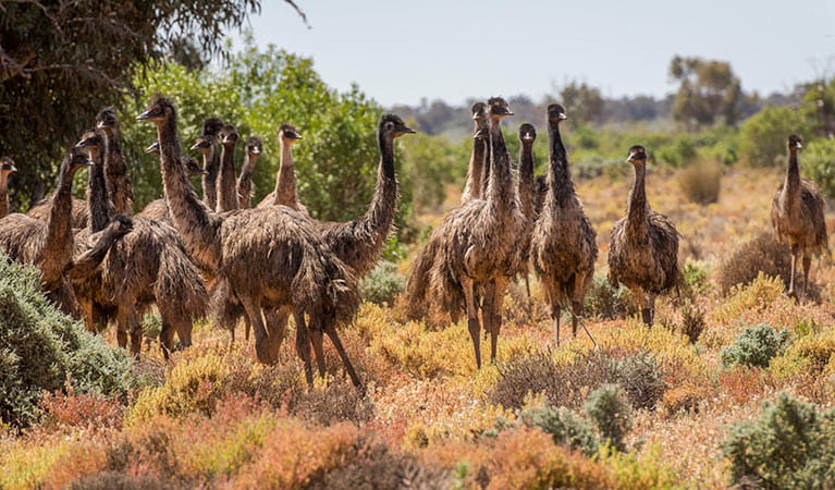 Đà điểu sa mạc (Emu)