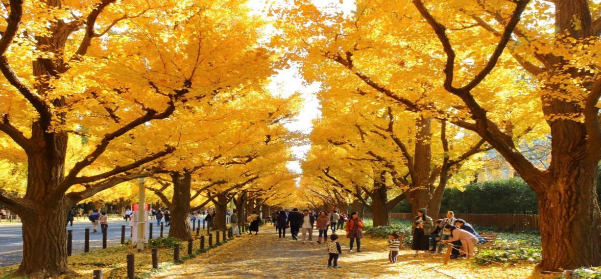 Lễ hội Jingu Gaien Ginkgo Avenue