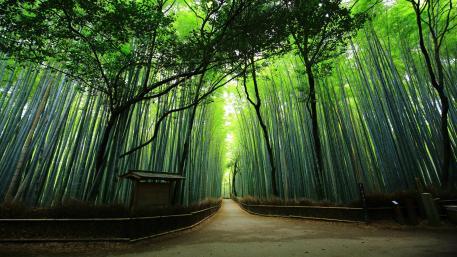 Rừng Tre Arashiyama
