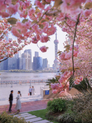 hoa anh đào ở Thượng Hải mùa xuân